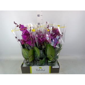 Phalaenopsis   ...lilac