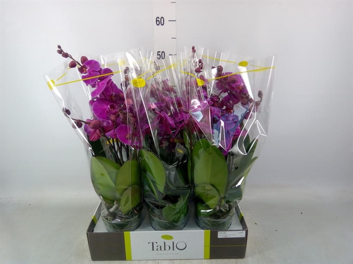<h4>Phalaenopsis   ...lilac</h4>