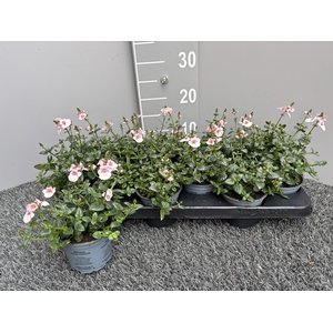 DIAS F C UPR APPLEBL