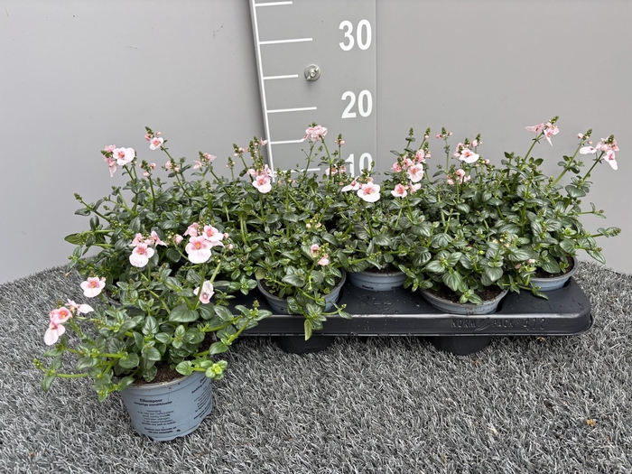 <h4>DIAS F C UPR APPLEBL</h4>