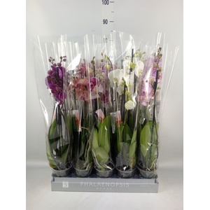 Phalaenopsis   ...mix  7