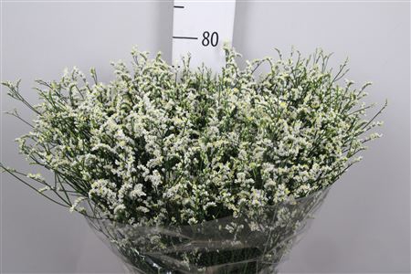 <h4>Lim Sin Mountain Diamond White</h4>
