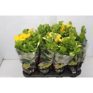 DIPLADENIA GOLDEN P14 PREMIUM