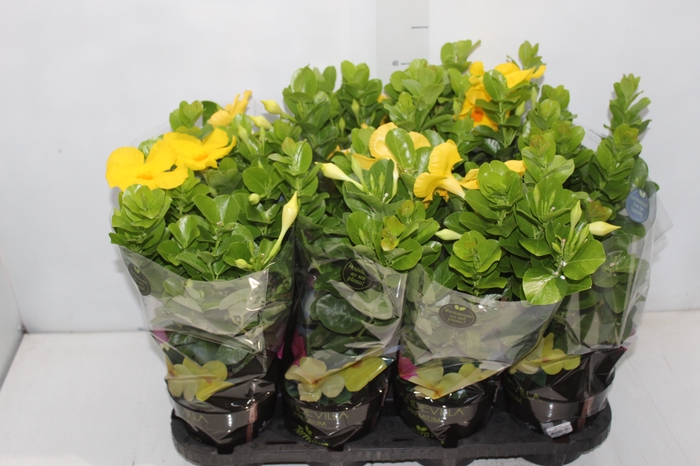 <h4>DIPLADENIA GOLDEN P14 PREMIUM</h4>