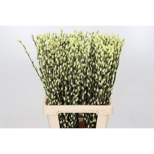 Salix Caprea Snow Flake Creme