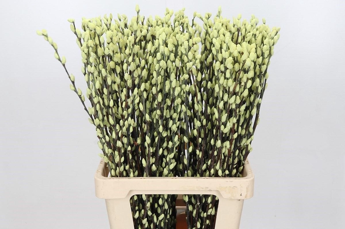 <h4>Salix Caprea Snow Flake Creme</h4>