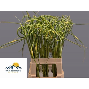 ALLIUM SAT OPHIOSCO