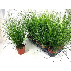 CAREX BRUNNEA