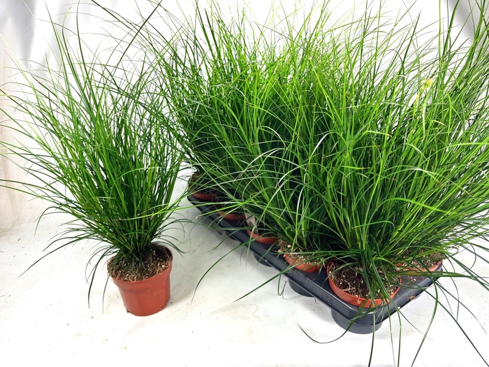 <h4>CAREX BRUNNEA</h4>
