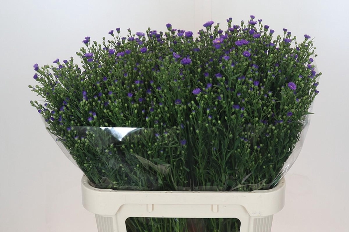 <h4>Aster Casamare</h4>