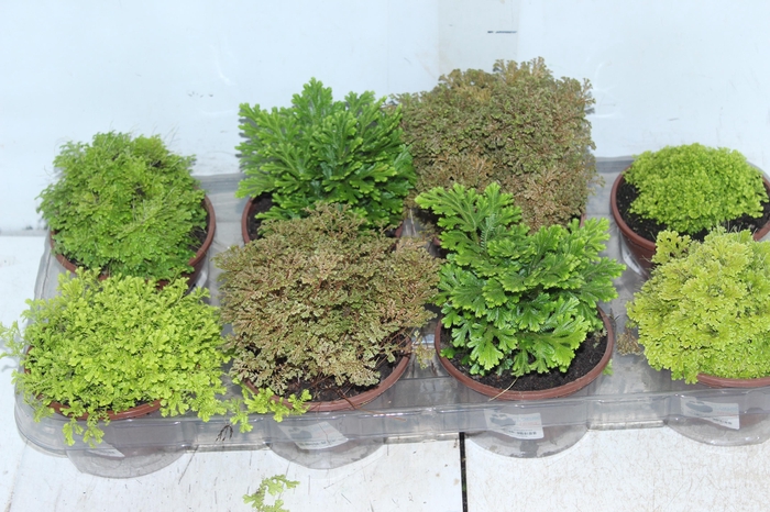 <h4>MUSGO VARIADO C13</h4>