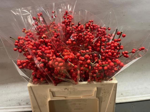 <h4>ILEX VE RODE BES</h4>