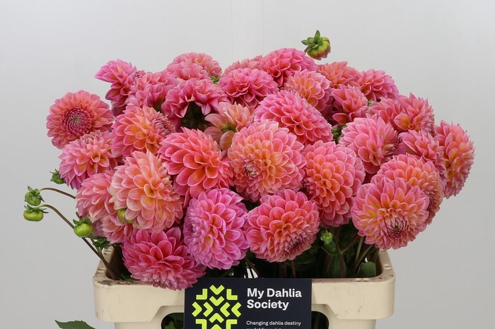<h4>Dahlia Linda's Baby</h4>