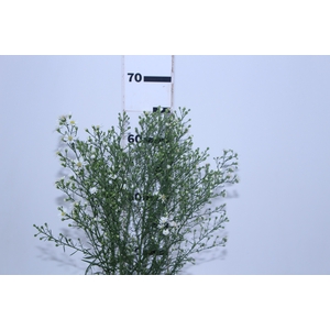 ASTER BRANCO 070 CM