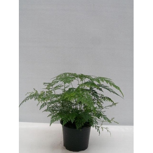 DAVALLIA DELICATA