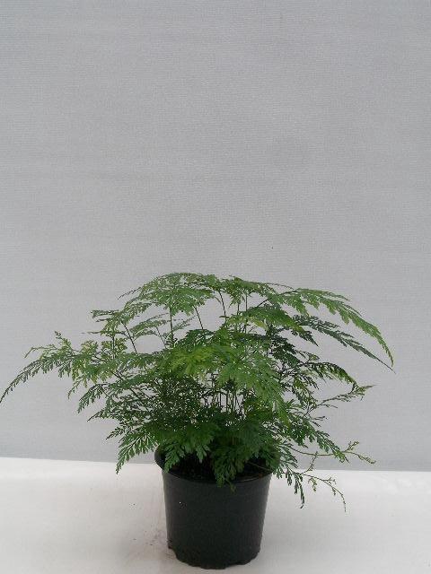 <h4>DAVALLIA DELICATA</h4>