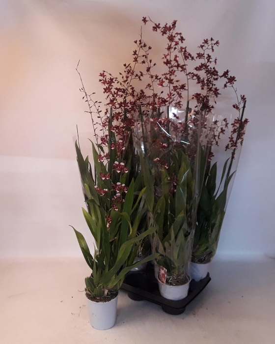 Oncidium Ov