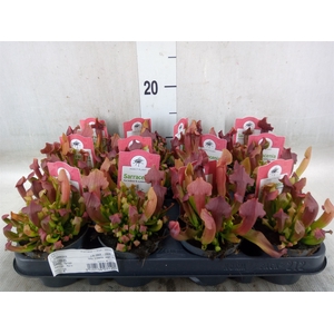 Sarracenia   ...