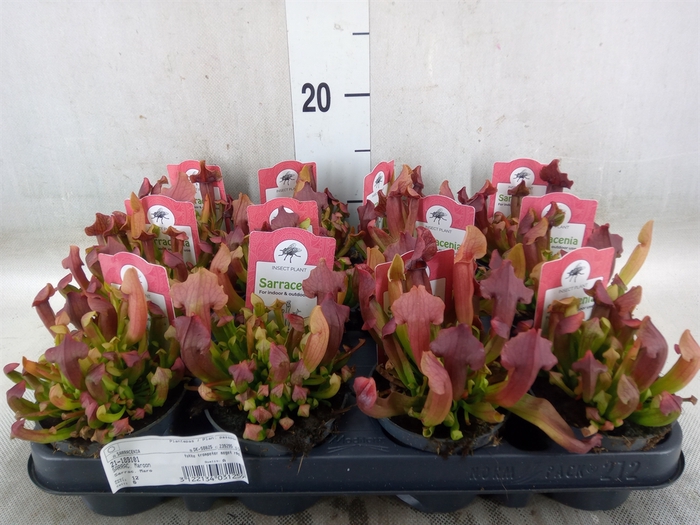 <h4>Sarracenia   ...</h4>