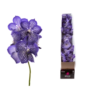 Vanda  'Sunanda Sapphire'