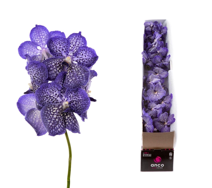 <h4>Vanda 'Sunanda Sapphire'</h4>
