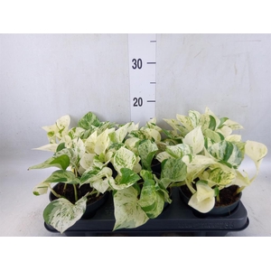Epipremnum pinn. 'Happy Leaf'