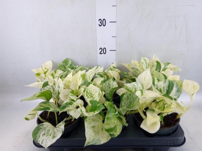 <h4>Epipremnum pinn. 'Happy Leaf'</h4>