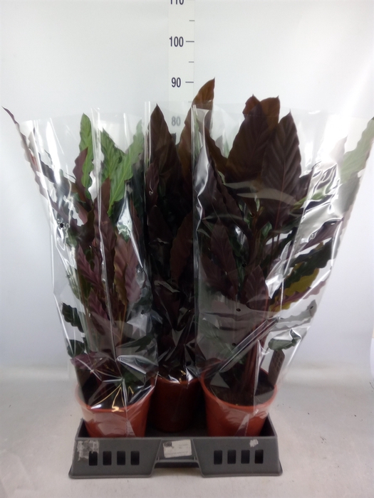 <h4>Calathea rufibarba 'Wavestar'</h4>