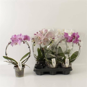 PHAL OV