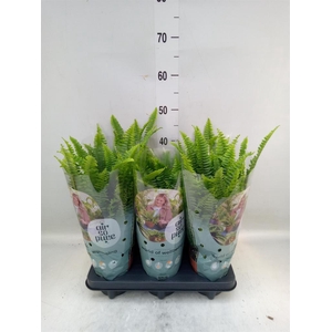 Nephrolepis exal. 'Green Lady'