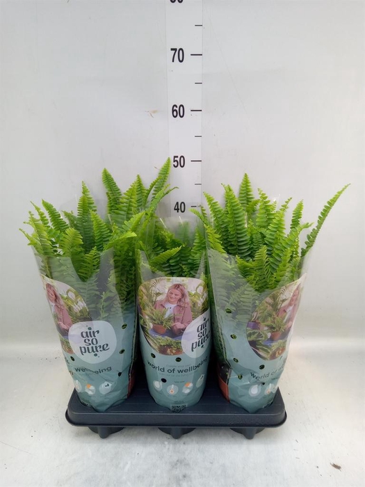 <h4>Nephrolepis exal. 'Green Lady'</h4>