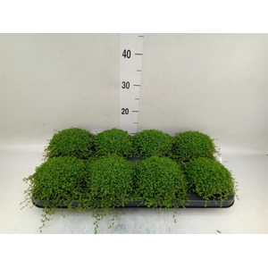 Soleirolia soleirolii   ...green