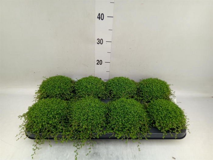 <h4>Soleirolia soleirolii   ...green</h4>