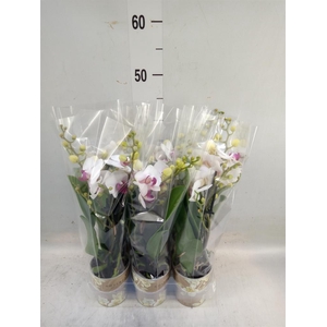 Phalaenopsis multi. 'FC Safe Haven'