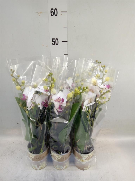 <h4>Phalaenopsis multi. 'FC Safe Haven'</h4>