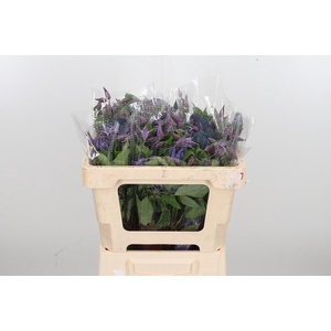 Clem Di Bl Pirouette