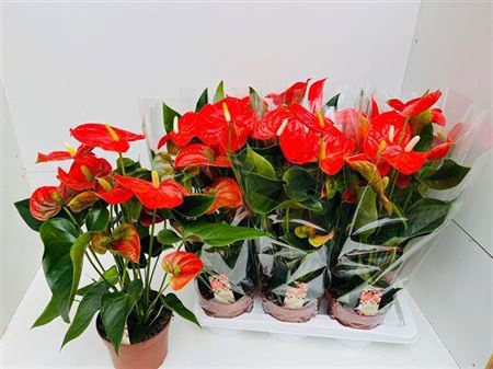 <h4>Anthu An Florida 7+</h4>