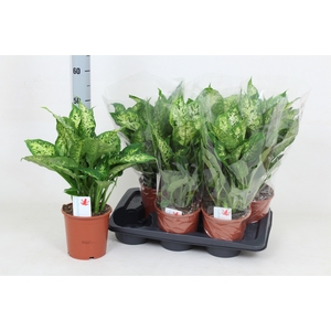 Dieffenbachia Compacta 17Ø 50cm