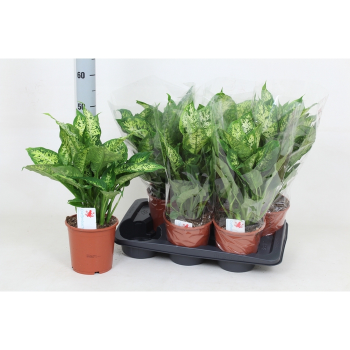 <h4>Dieffenbachia Compacta 17Ø 50cm</h4>
