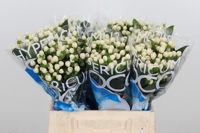 <h4>Hyp Coco Uno</h4>