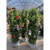 Dipladenia dubbelboog div. kleuren OP = OP