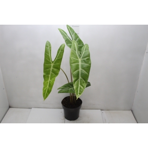 ALOCASIA LONGILOBA P17