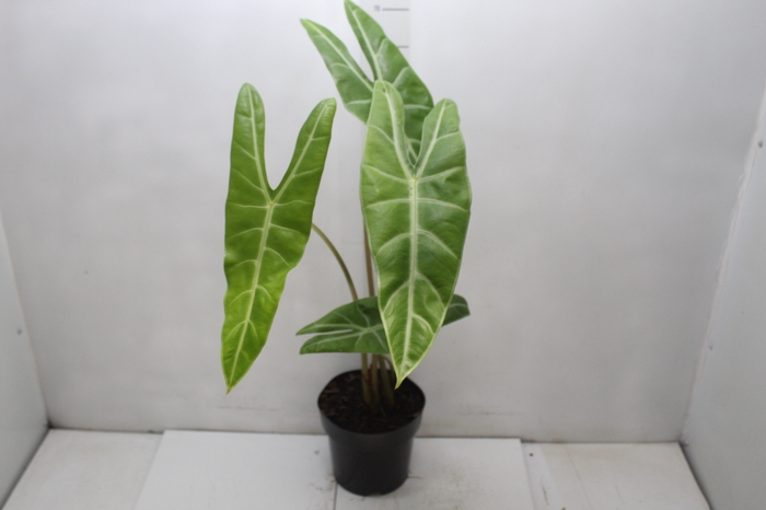 <h4>ALOCASIA LONGILOBA P17</h4>