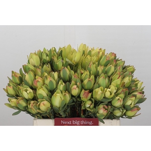 Leucadendron Disc. Geel Spray