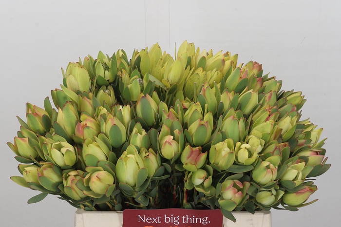 Leucadendron Disc. Geel Spray