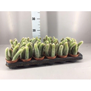 Hildewintera colademonis