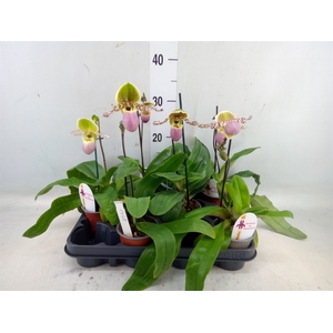 Paphiopedilum   ...