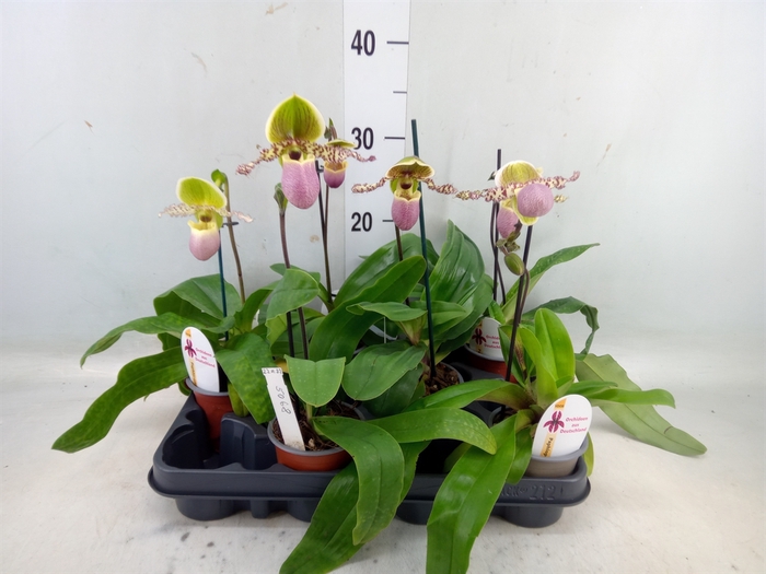 <h4>Paphiopedilum   ...</h4>