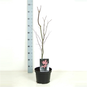 Acer palmatum 'Bloodgood' P23 Full CC