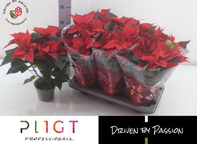 <h4>EUPHOR P CHR F RED</h4>